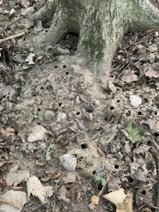 Cicada Holes in Ground