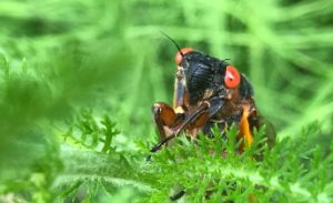 Cicada Peering Over Leaf