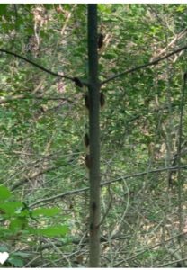 Cicadas Clinging to Tree Trunk