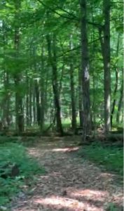 Constructed Path in Woods