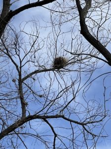 Porcupine sleeping in Tree