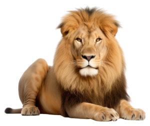 Male Lion