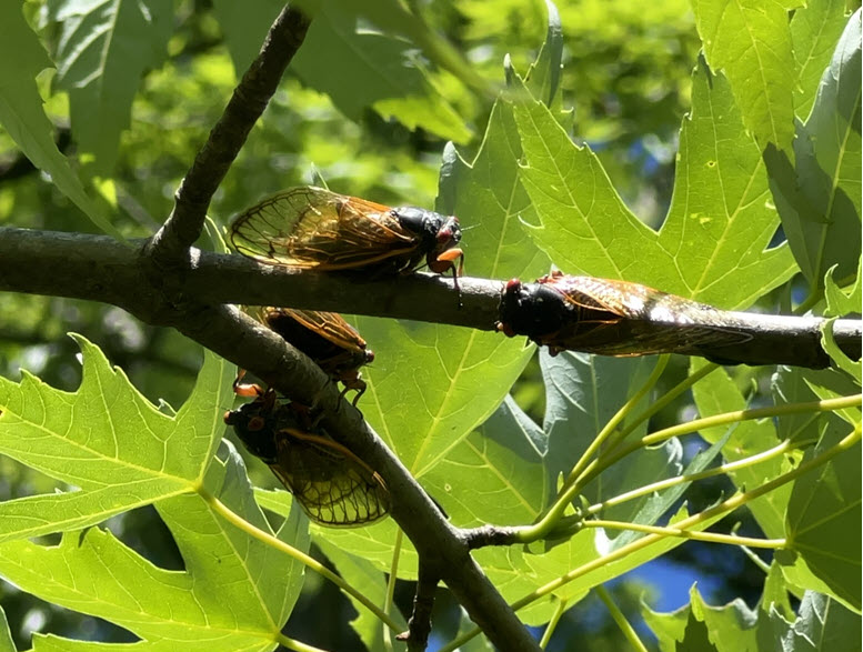 Four perennial cicadas on branch