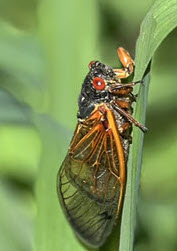 One periodical cicada